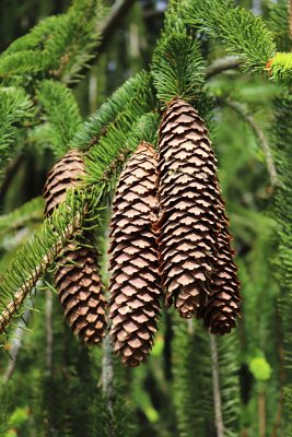 Picea abies 'Virgata' - smrk ztepilý - šišky 1